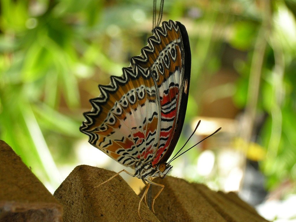 Butterfly in Botanic Garden Munich, Germany
